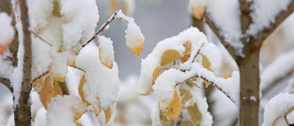 In den ersten Regionen klopft zum Beginn der Woche der Winter mit Schneefällen an (Archivbild).