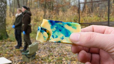 Die Köder enthalten noch keinen Impfstoff.