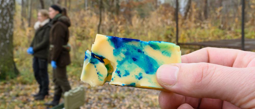 Die Köder enthalten noch keinen Impfstoff.