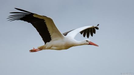Weißstörche sind als Langstreckenflieger bekannt. Das gilt aber nicht für alle.