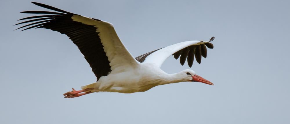 Weißstörche sind als Langstreckenflieger bekannt. Das gilt aber nicht für alle.