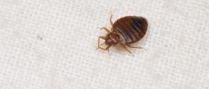 Eine Bettwanze (Symbolbild).
