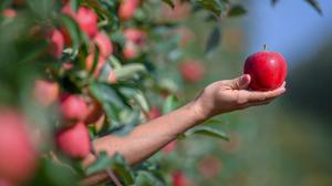 Äpfel können eine leckere Verführung sein, aber auch problematisch für Allergiker.