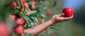 Äpfel können eine leckere Verführung sein, aber auch problematisch für Allergiker.