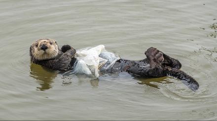 Werden an den Strand gespülte tote Tiere seziert, findet sich oft Plastik in ihrem Magen.