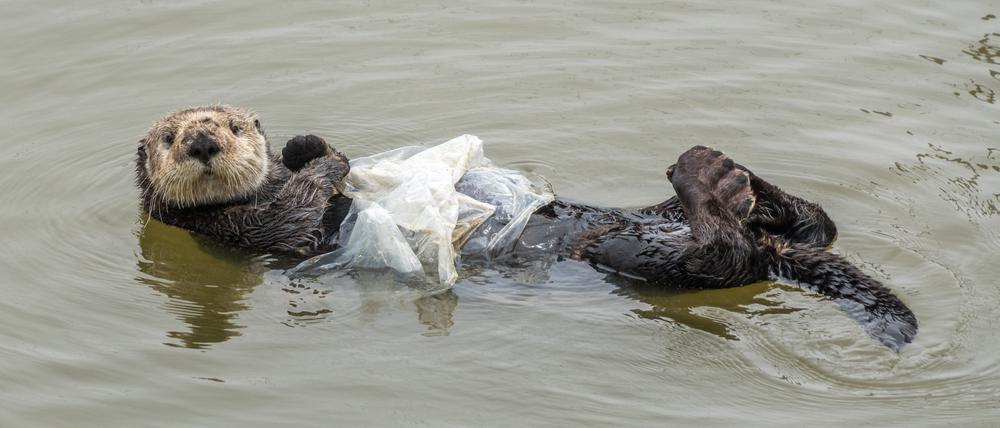 Werden an den Strand gespülte tote Tiere seziert, findet sich oft Plastik in ihrem Magen.