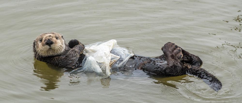 Seeotter mit Plastikfolie