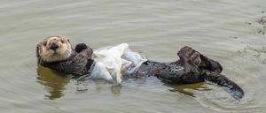 Seeotter mit Plastikfolie