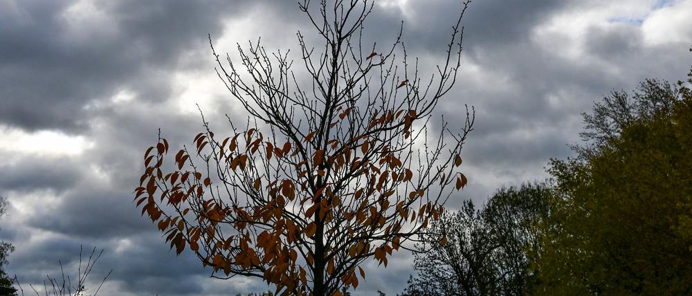 Bewölkt und regnerisch: So wird der Dienstag in Berlin und Brandenburg. (Symbolbild)