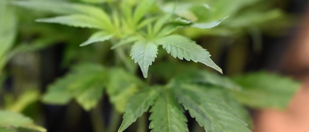 Die Ermittler entdeckten Marihuana. (Symbolbild)