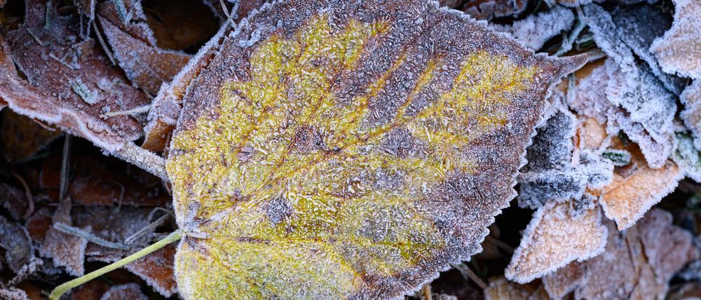 Zum Wochenende hin werden die Temperaturen winterlich.