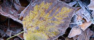 Zum Wochenende hin werden die Temperaturen winterlich.