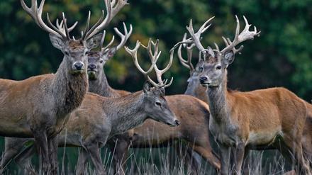 Der Rothirsch ist zum Tier des Jahres 2026 gewählt worden. (Archivbild)