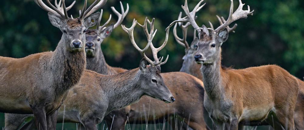 Der Rothirsch ist zum Tier des Jahres 2026 gewählt worden. (Archivbild)