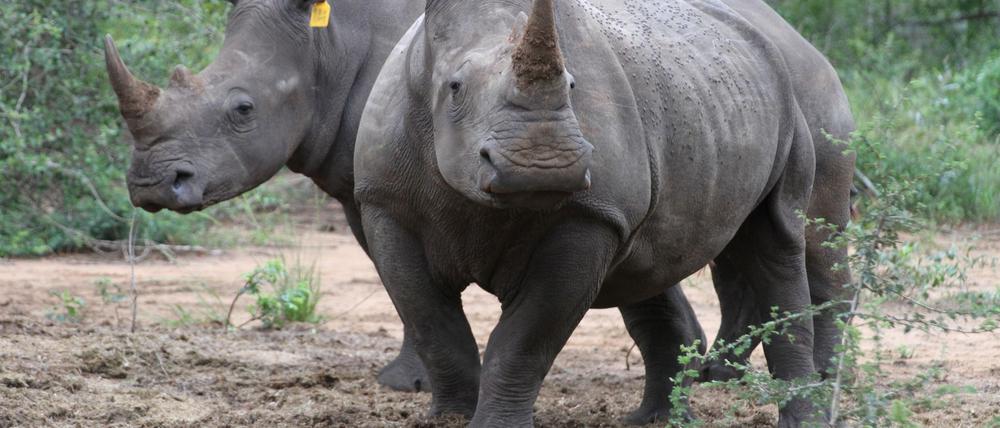 Die Hörner von Nashörnern sind heiß begehrt - vor allem in Asien.