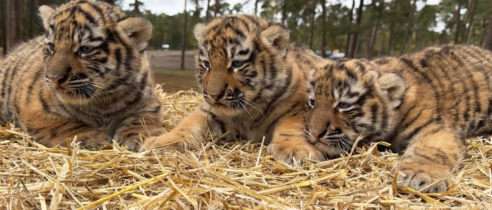Diese drei Tigerbabys wurden im Serengeti-Park in Hodenhagen geboren.