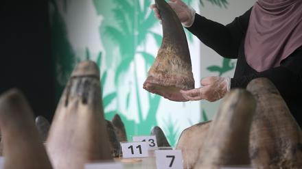 Die Hörner von Nashörnern sind heiß begehrt - vor allem in Asien.