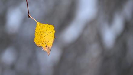 Zum Wochenende hin werden die Temperaturen winterlich.