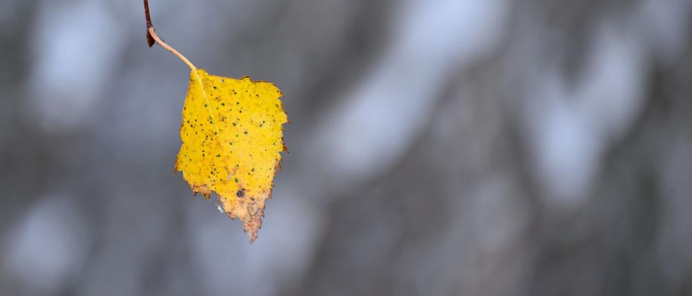 Zum Wochenende hin werden die Temperaturen winterlich.