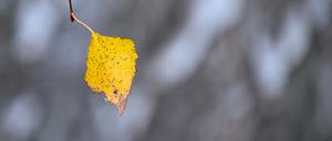 Zum Wochenende hin werden die Temperaturen winterlich.