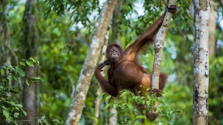 Deutschland gibt viel Geld für einen neuen Tropenwaldfonds.