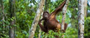 Deutschland gibt viel Geld für einen neuen Tropenwaldfonds.