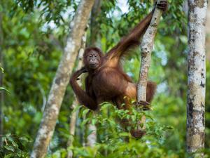 Deutschland gibt viel Geld für einen neuen Tropenwaldfonds.