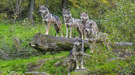 Wolf pack of five Eurasian wolves / grey wolves Canis lupus lupus on the look-out, standing on fallen tree trunk in forest in autumn 3334B3SN