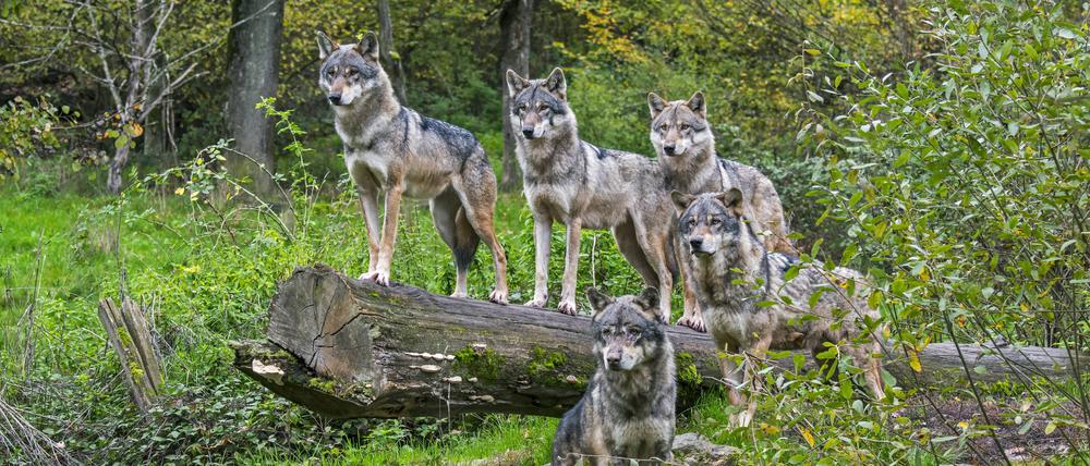 Wolf pack of five Eurasian wolves / grey wolves Canis lupus lupus on the look-out, standing on fallen tree trunk in forest in autumn 3334B3SN 