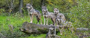 Wolf pack of five Eurasian wolves / grey wolves Canis lupus lupus on the look-out, standing on fallen tree trunk in forest in autumn 3334B3SN 