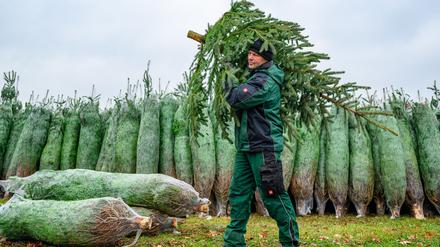 Mit dem Schlagen der ersten Tannen hat die Weihnachtsbaum-Saison in Brandenburg begonnen.