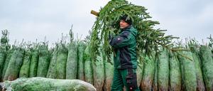 Mit dem Schlagen der ersten Tannen hat die Weihnachtsbaum-Saison in Brandenburg begonnen.