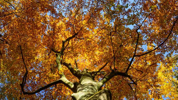 Die Sonne scheint durch das bunte Blätterdach von Buchen im herbstlichen Naturpark Schlaubetal. 