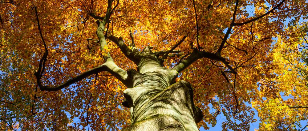 Die Sonne scheint durch das bunte Blätterdach von Buchen im herbstlichen Naturpark Schlaubetal.