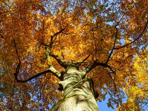 Die Sonne scheint durch das bunte Blätterdach von Buchen im herbstlichen Naturpark Schlaubetal. 