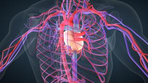 Herz und Gefäße sind in einer Illustration zu sehen.