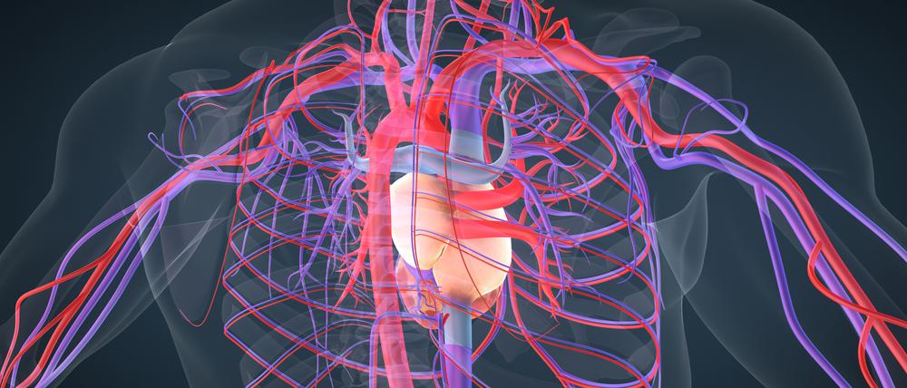 Herz und Gefäße sind in einer Illustration zu sehen.