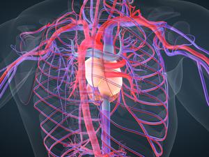 Herz und Gefäße sind in einer Illustration zu sehen.