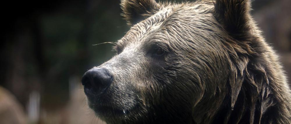 Aufnahme eines Grizzlybären.