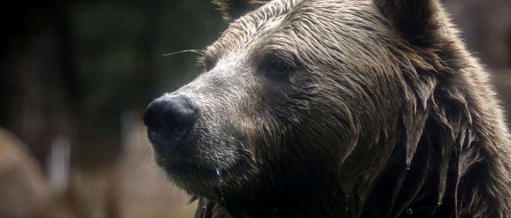 Aufnahme eines Grizzlybären.