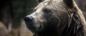 Aufnahme eines Grizzlybären.