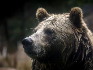 Aufnahme eines Grizzlybären.