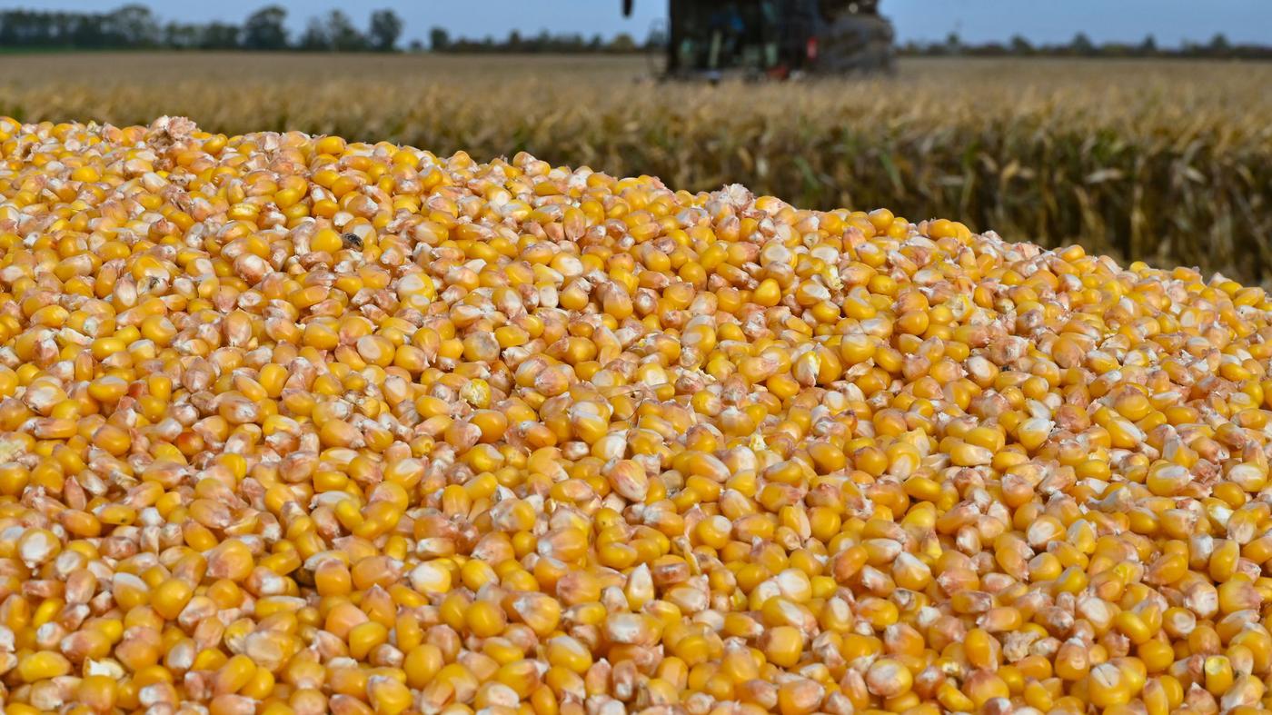 Landwirtschaft-Mehr-K-rnermais-f-r-Brandenburger-Bauern