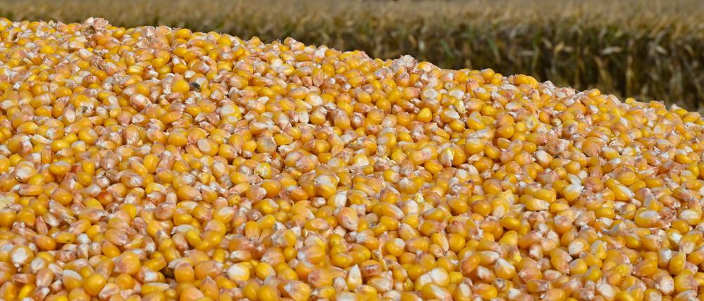 Landwirte in Brandenburg haben mehr Körnermais geerntet und die Anbauflächen sind größer geworden. (Archivbild)