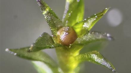 Mehr als 80 Prozent der wieder zur Erde gebrachten Moos-Sporen keimten.