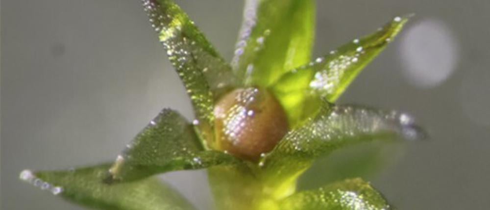 Mehr als 80 Prozent der wieder zur Erde gebrachten Moos-Sporen keimten.