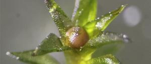 Mehr als 80 Prozent der wieder zur Erde gebrachten Moos-Sporen keimten.