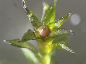 Mehr als 80 Prozent der wieder zur Erde gebrachten Moos-Sporen keimten.