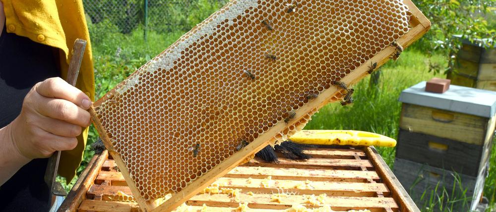Eine Imkerin bei der Arbeit - in der Wabe dürfte jede Menge Honig sein. (Symbolfoto)