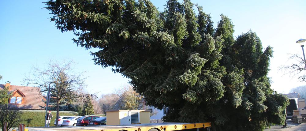 Der Baum wurde auf einem Tieflader verladen. 